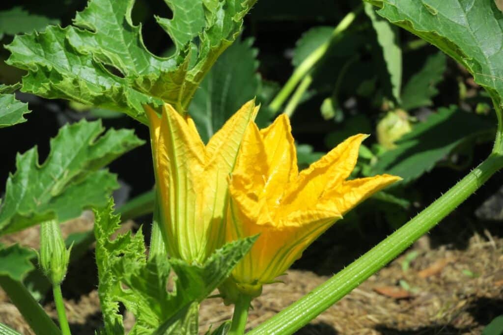 Plant de courgette en fleur
